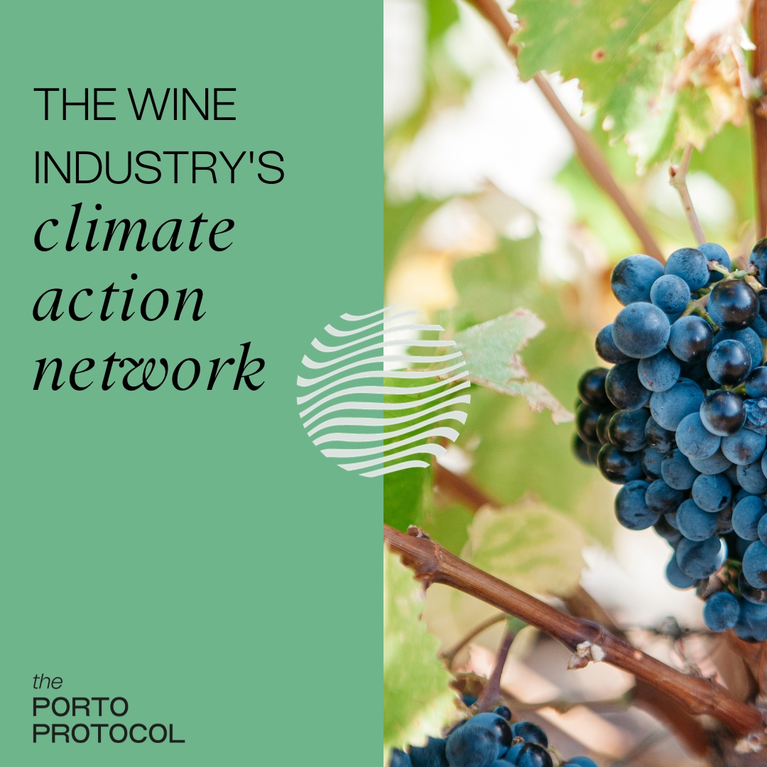 The wine industry's climate action network - picture of grapes on a vine.