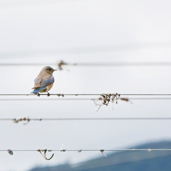 Honig Vineyard & Winery – Natural Pest Management System