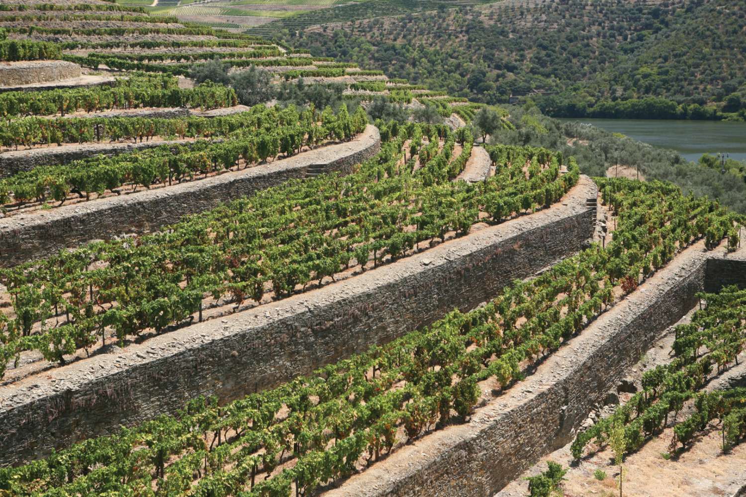 How Portugal Became the Epicenter of Sustainability for the Wine Industry