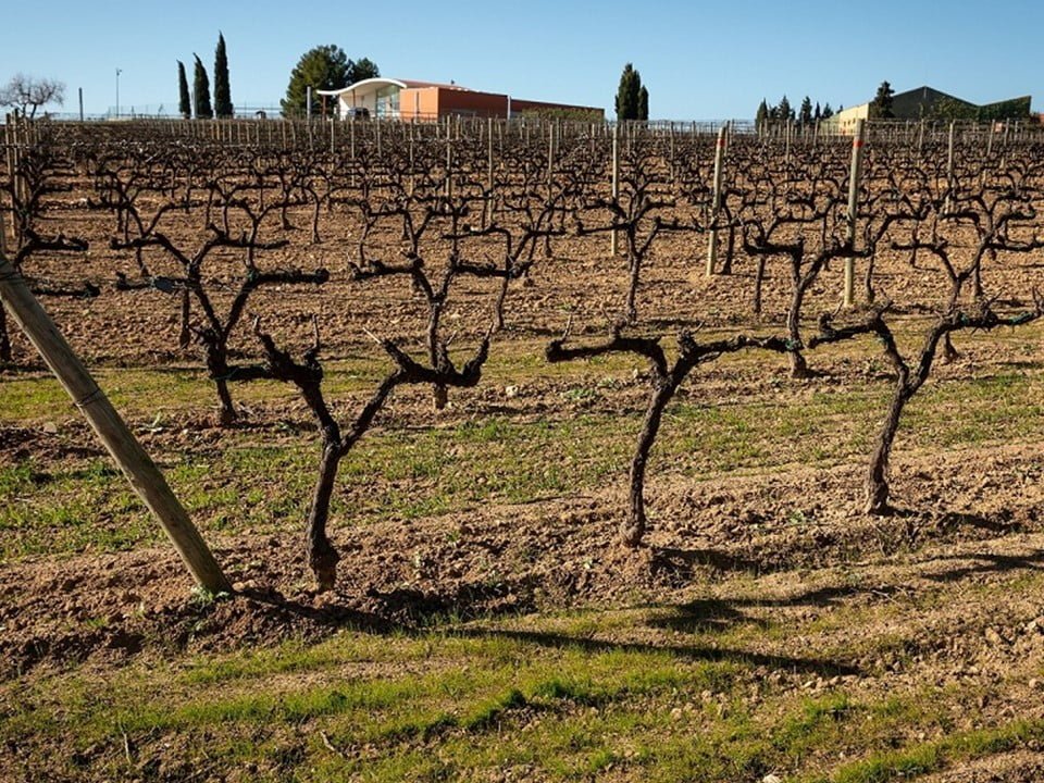 Study on carbon sequestration in the vineyard