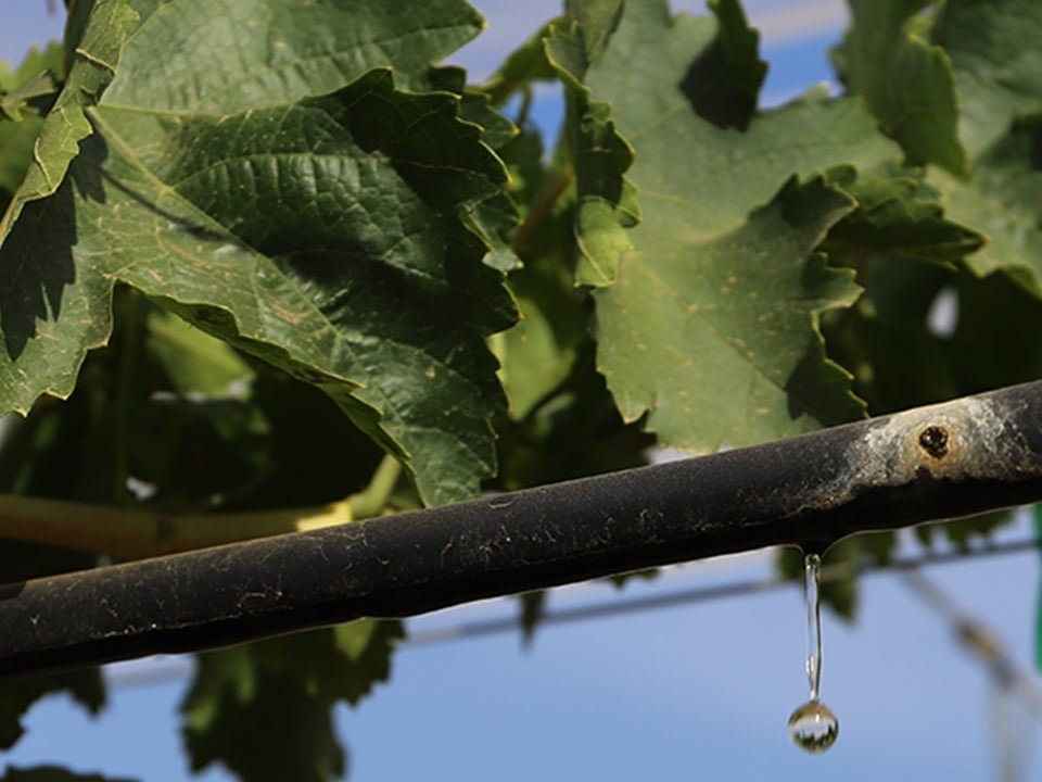 Sustainable Use of Water in Winegrape Vineyards - OIV