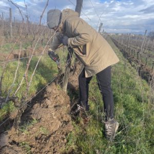 woman working in the vineyards