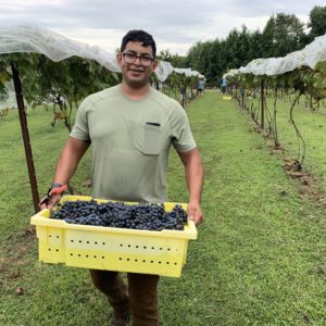 Man with grapes basket