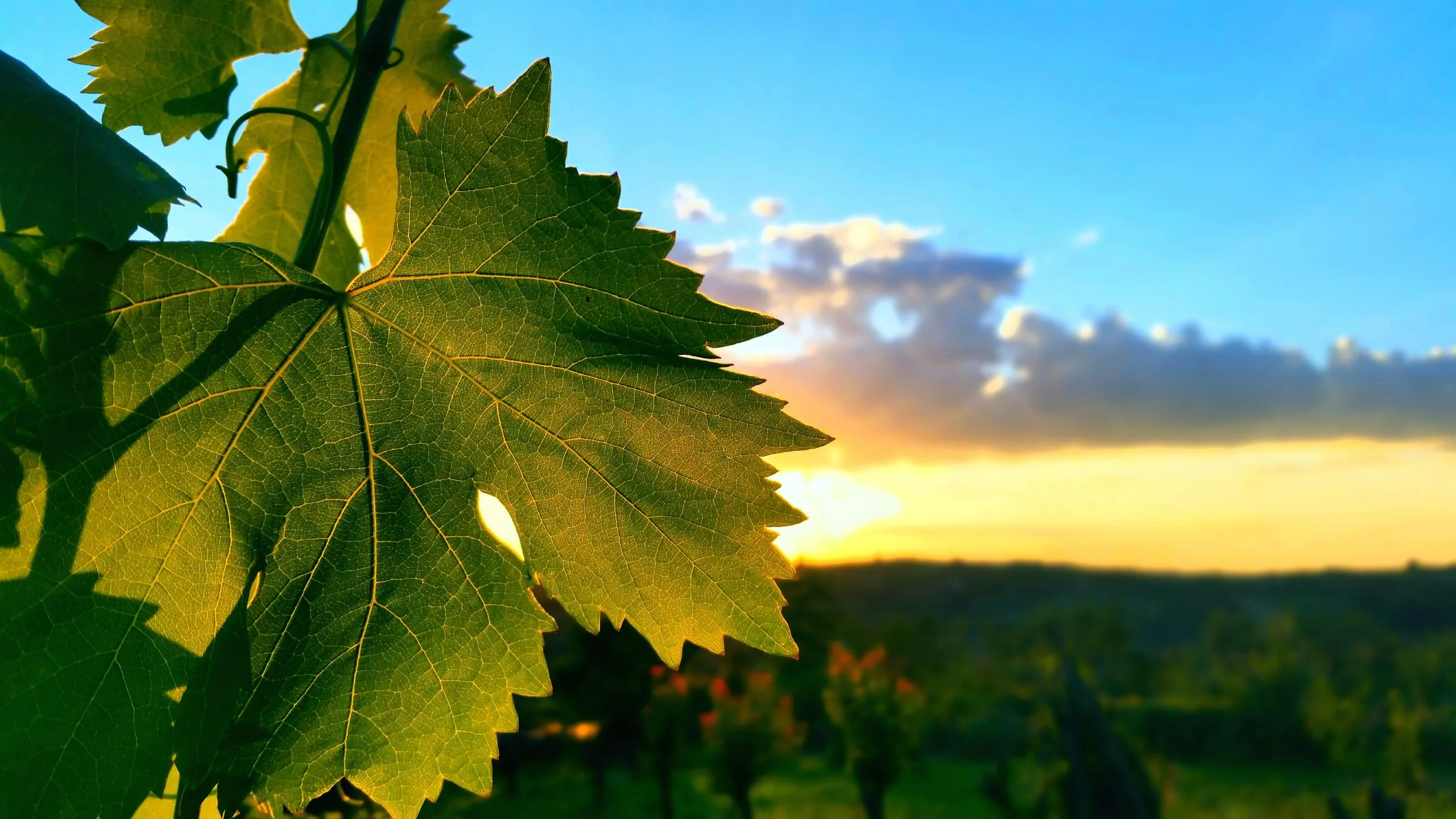 The Wine Industry's Climate Action Network